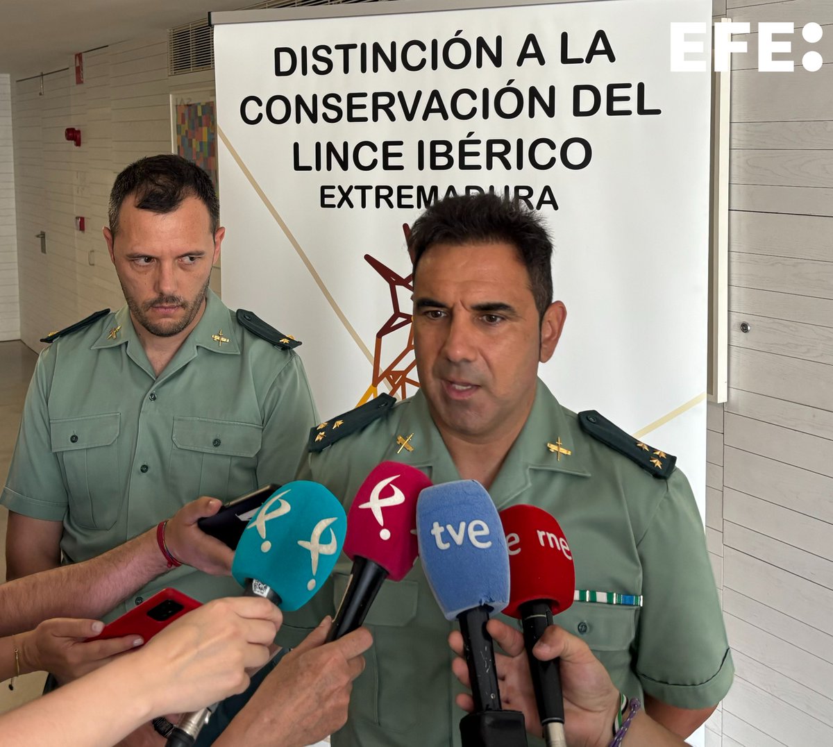 Extremadura cuenta con 254 ejemplares de lince ibérico identificados y monitorizados, de los que 60 son  reproductoras, un notable crecimiento de la población que se ha experimentado en toda la Península Ibérica, que ha pasado de 94 ejemplares en 2002 a 2.400 en la actualidad