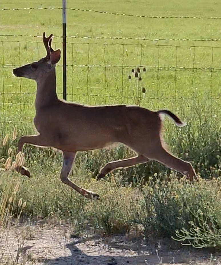 Good morning everyone nothing like deer popping up in the barn to get your heart started 😂🙏🏽