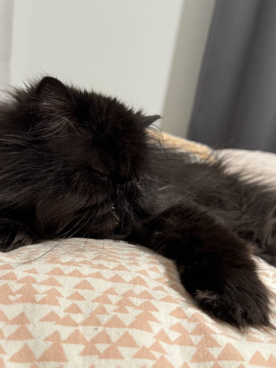 Bonjour les amis! Tengo teño, pelo disio Benny qe ya casi salgo de vacaciones de verano ashi qe shi temgo qe ir a la escuelita