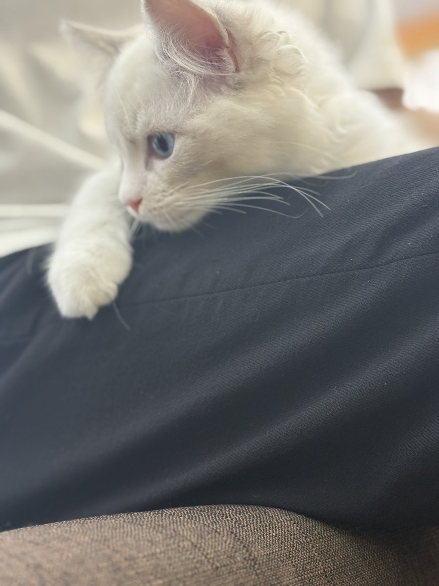 うちの子かわいすぎる🐱