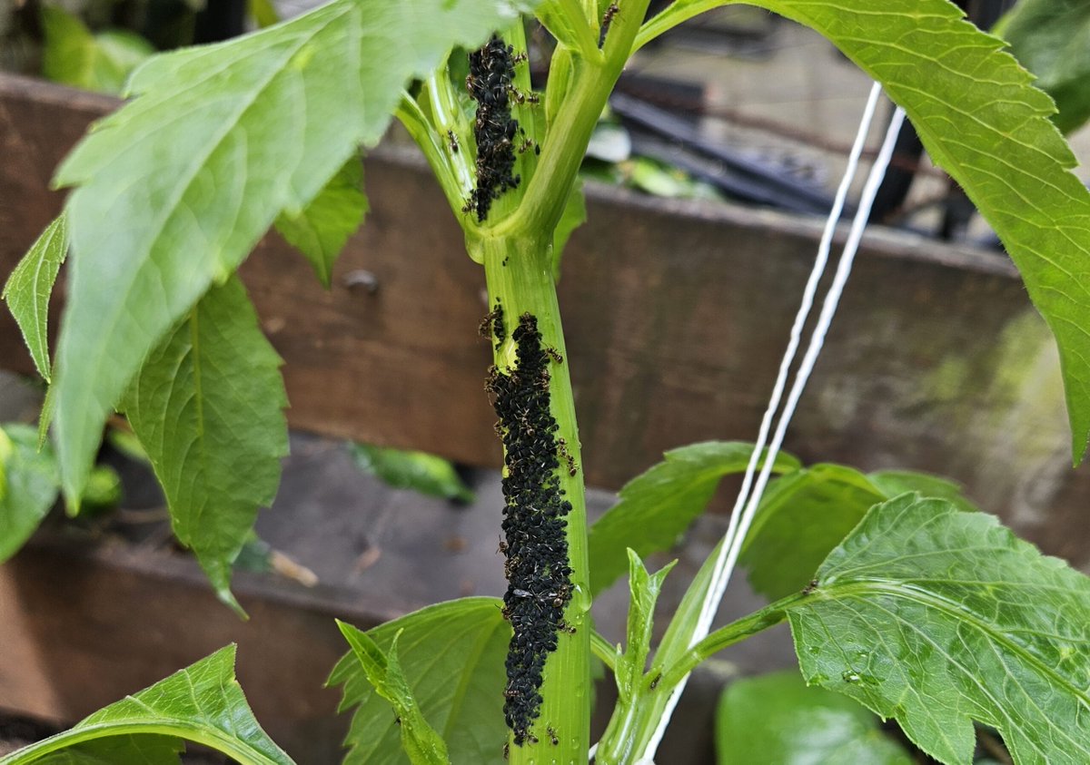 In één nacht was Wyke's dahlia overgenomen door een grote kolonie zwarte #luizen, in het gezelschap van een legertje mieren. 😨🐜 Waarom waren ze hier ineens? En vooral: hoe kom je er op een natuurlijke manier (dus zonder gif) vanaf? Wyke zocht het uit! 👇
hetkanwel.nl/luizen-planten/