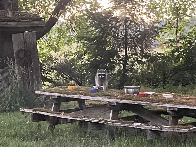 Out early for a snackum