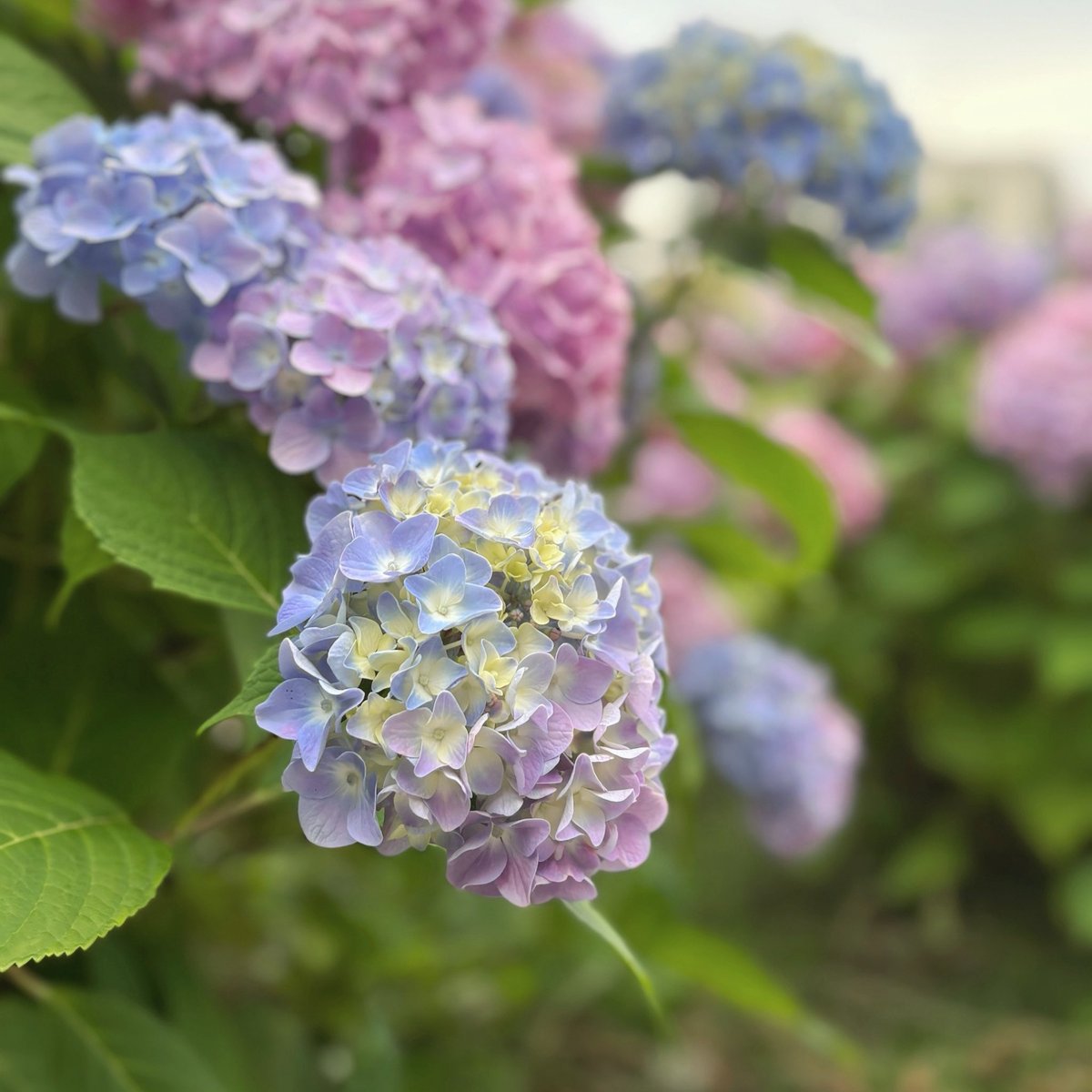 xx_slb's tweet photo. まるで青く日焼けした紫陽花⸜✿⸝‍ https://t.co/Ca2sw2ASPp