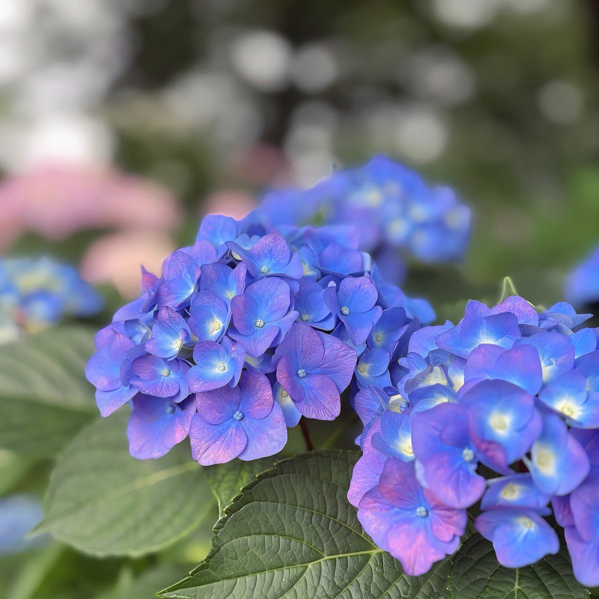 xx_slb's tweet photo. まるで青く日焼けした紫陽花⸜✿⸝‍ https://t.co/Ca2sw2ASPp