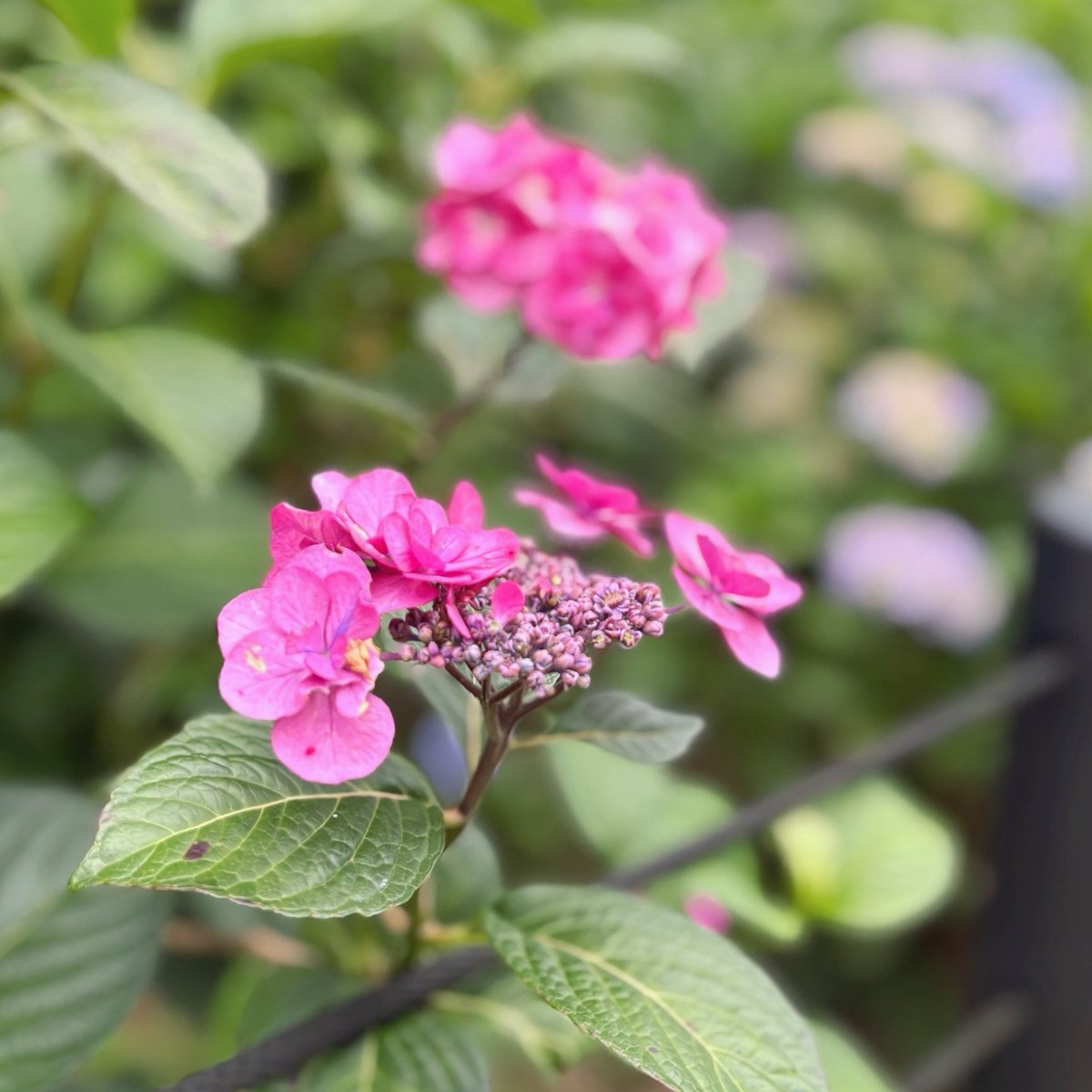 xx_slb's tweet photo. まるで青く日焼けした紫陽花⸜✿⸝‍ https://t.co/Ca2sw2ASPp
