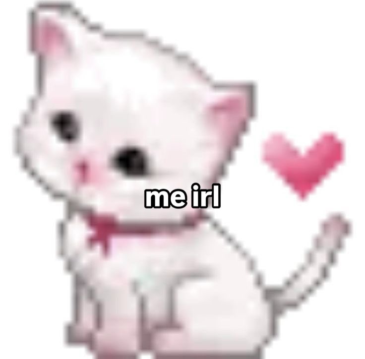More Cats (@evenmorecats) on Twitter photo 