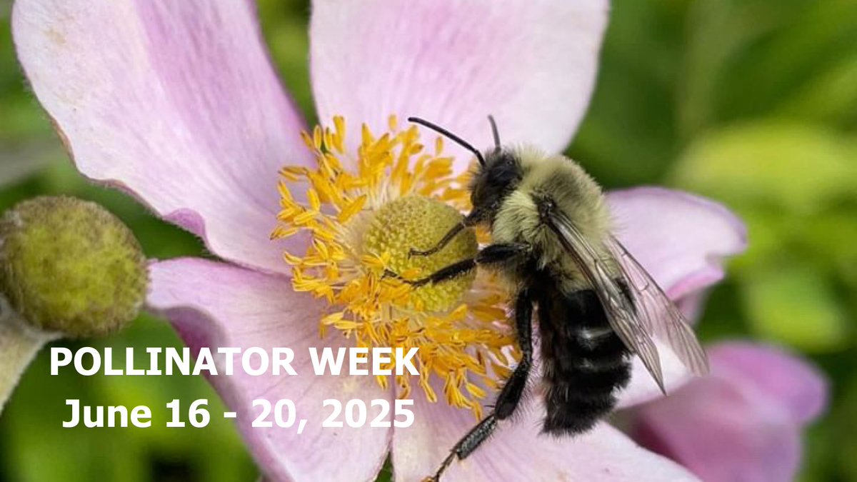 Pollinator Week is right around the corner! 🐝

From June 16 - 20, the campus community at #WesternU is invited to take part is some amazing programming aimed at celebrating and promoting pollinator health! 🦋

Get involved and learn more here: sustainability.uwo.ca/Campus/buildin…