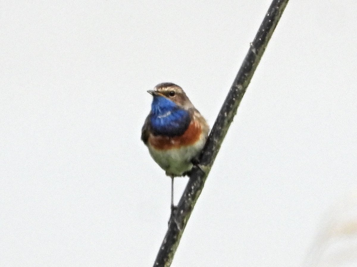 alanbodd's tweet image. What’s become an annual trek today to see this White-Spotted Bluethroat @slimbridge_wild , Gloucs.
Showed well 3 times between 10.00 & 11.30. #GlosBirds