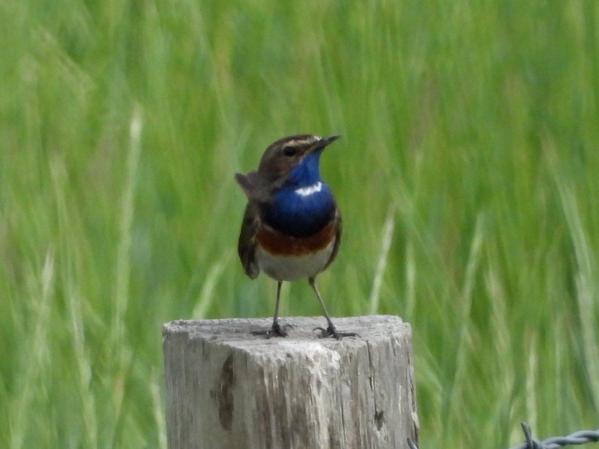 alanbodd's tweet image. What’s become an annual trek today to see this White-Spotted Bluethroat @slimbridge_wild , Gloucs.
Showed well 3 times between 10.00 & 11.30. #GlosBirds