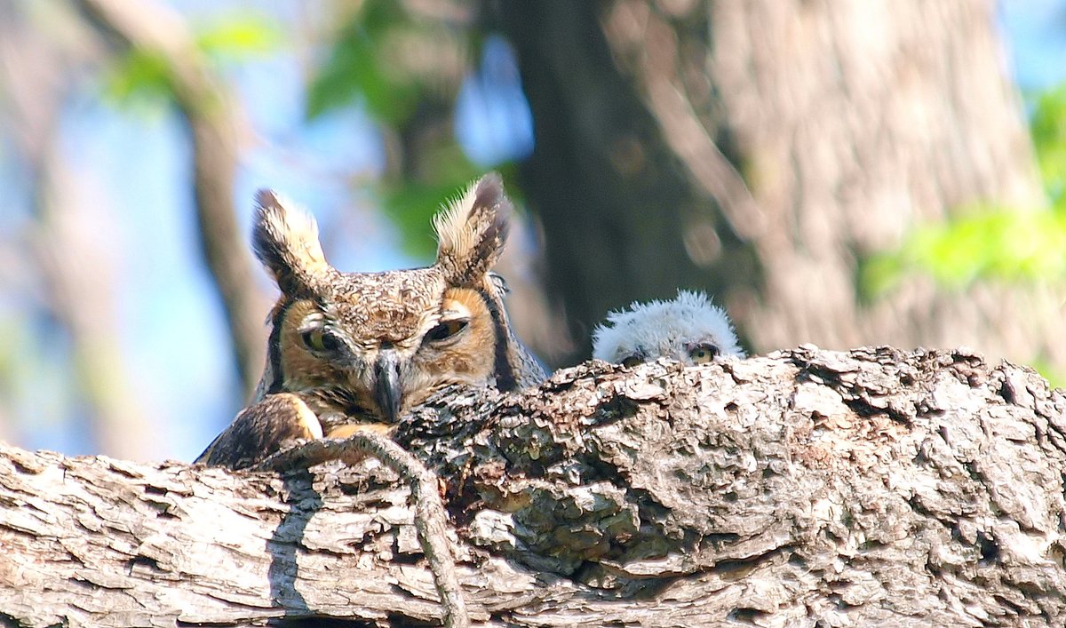 kala61857's tweet image. Cute Baby!
After stumbling onto the owl nest, we stayed away for a month, then went back. Spied an adorable little cutie peeking back at us  
Mom &amp;amp; Baby Great Horned owl (Bubo virginianus)
kapturedbykala.com/Birds/i-CGnSVVd
#babyowl #greathornedowl #cutie #NaturePhotography #owls