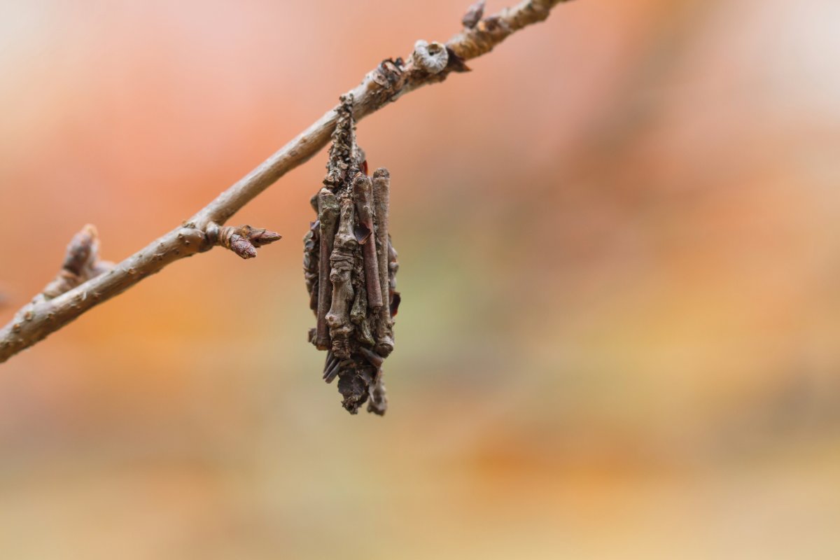 K-State Department of Entomology (@kstateentom) on Twitter photo Homeowners should scout for bagworms. Bagworms around this time should be large enough to be spotted on broadleaf and evergreen trees and shrubs. You should be ready to “take action” against bagworms when they are observed on plants.
ksre.k-state.edu/news-and-publi… Homeowners should scout for bagworms. Bagworms around this time should be large enough to be spotted on broadleaf and evergreen trees and shrubs. You should be ready to “take action” against bagworms when they are observed on plants.
ksre.k-state.edu/news-and-publi…