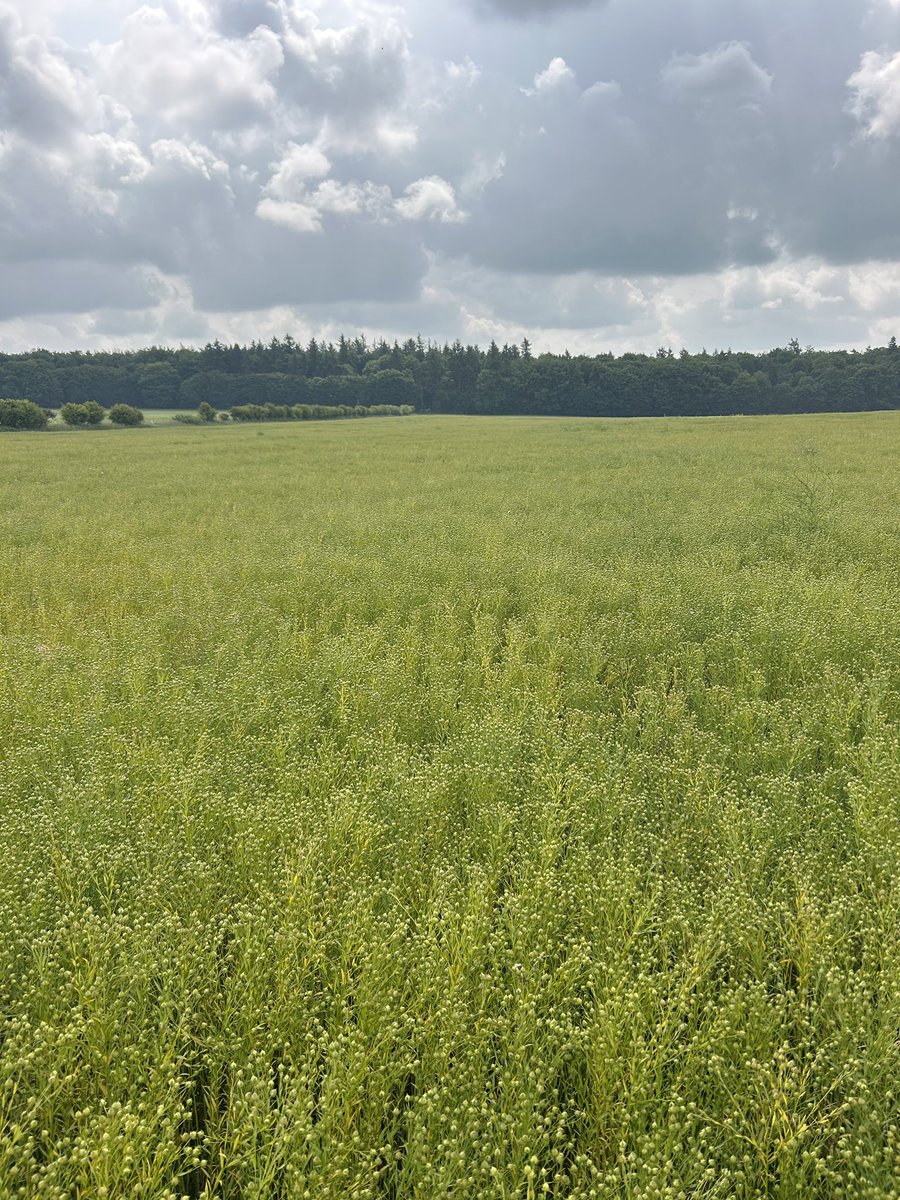 Min-tilled winter linseed attempt has turned into an interesting bi-crop experiment. Volunteer oats looking very healthy 🌾 . Will see how it compares with the nice clean ploughed field next door…#organicfarming #intercropping
