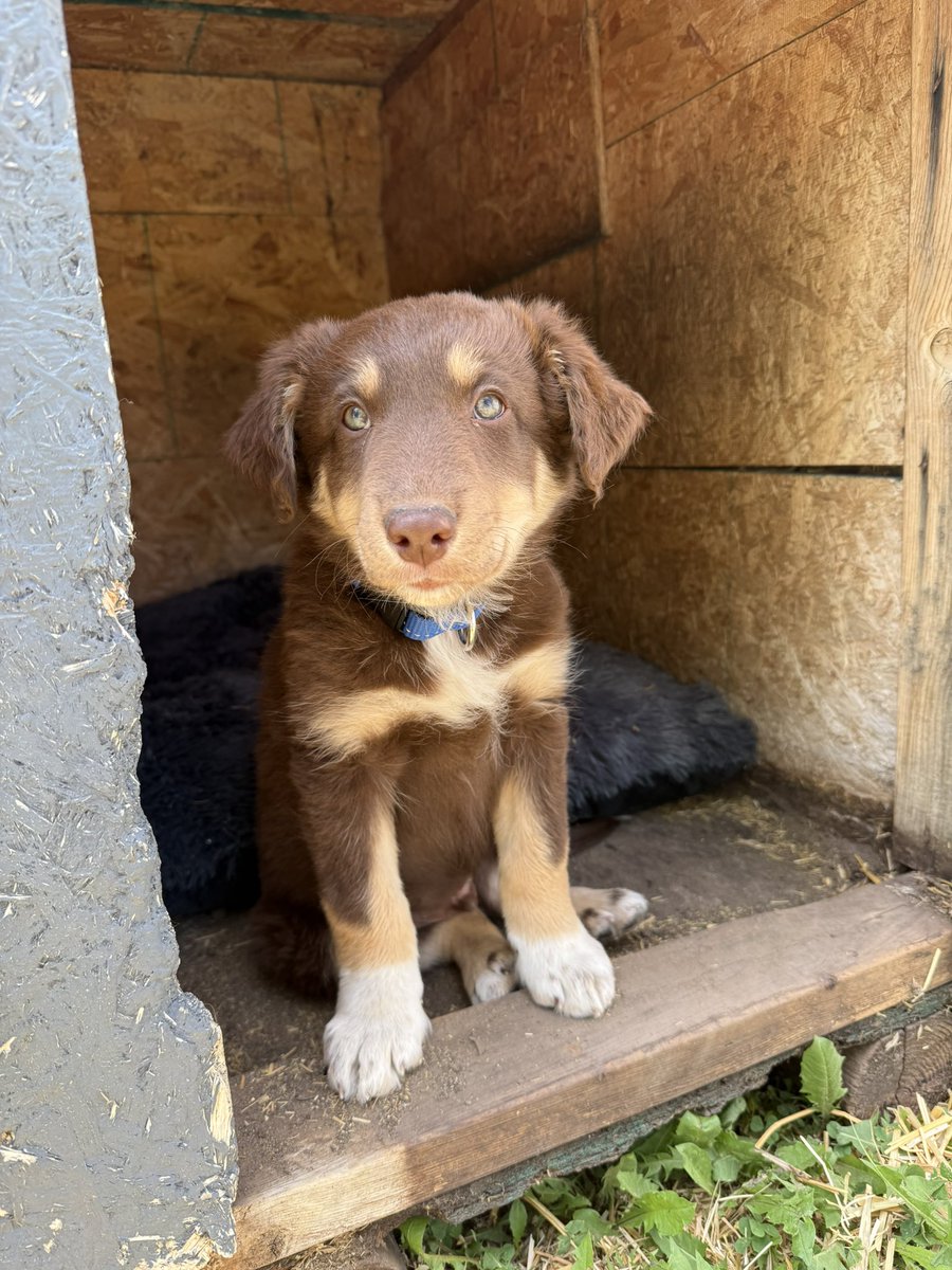 GCzwil's tweet photo. Dad keeps asking for another grandchild, best we could do is a puppy, meet Remi! 💙 https://t.co/kOlV5uAvaX