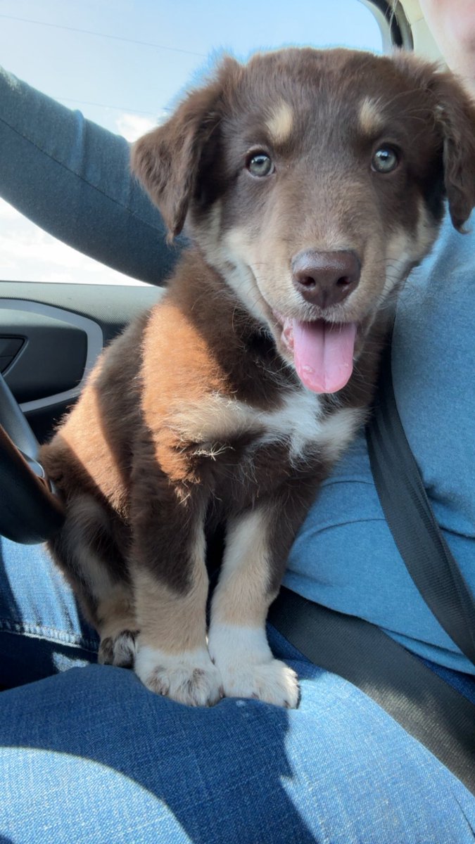 GCzwil's tweet photo. Dad keeps asking for another grandchild, best we could do is a puppy, meet Remi! 💙 https://t.co/kOlV5uAvaX