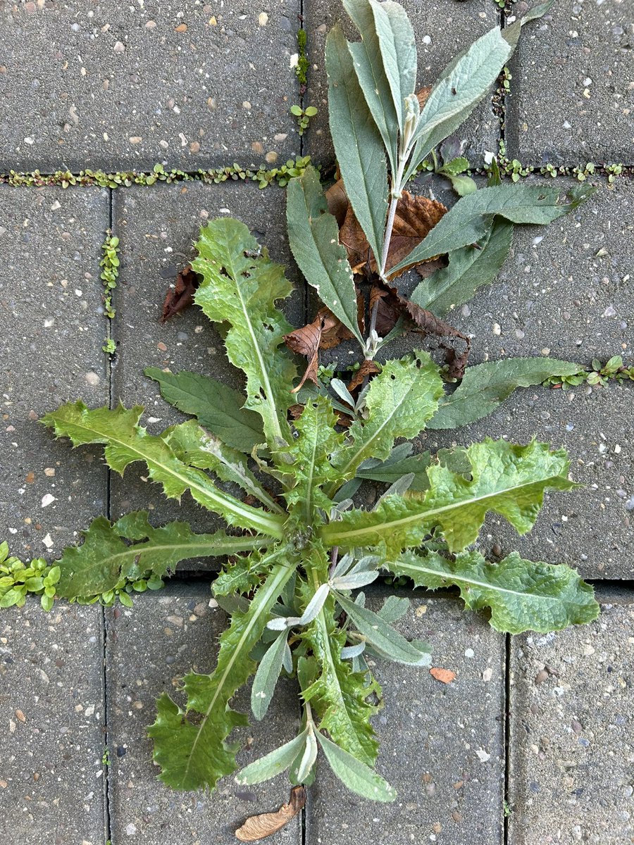 Weeds are just plants in the wrong place. Some weeds like dandelions are good for our health. And I no longer remove weeds quickly as some weeds are beneficial to wildlife!