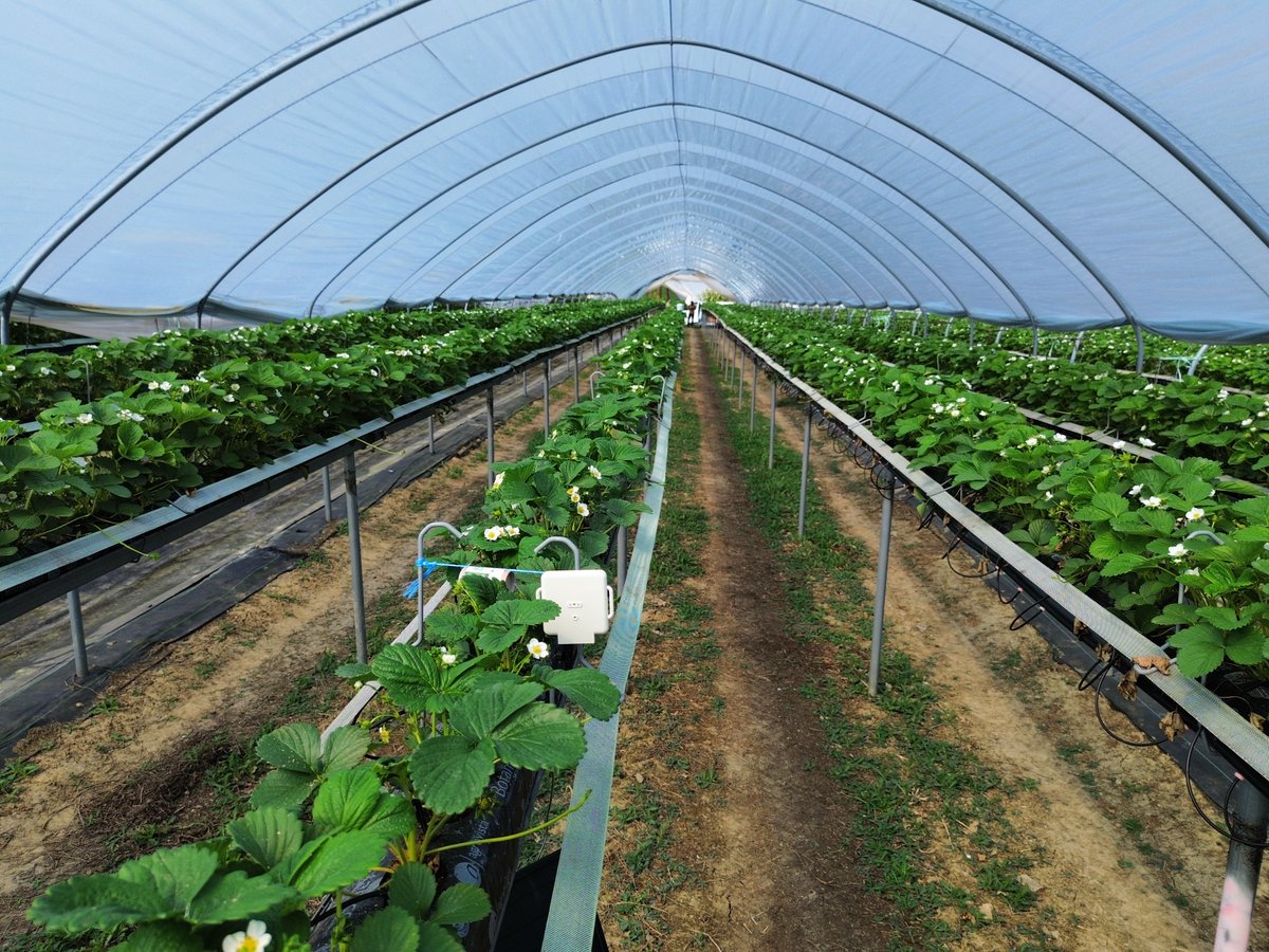 AgriSoundTech's tweet image. Precision meets produce 🍓🐝
We're proud to partner with @doletweets to study how pollination impacts fruit yield, flavour, and sustainability - using real-time data from our Polly™ sensors. 🔗 hubs.ly/Q03rfntc0
#AgriSound #DoleUK #PollinationInnovation #AgTech