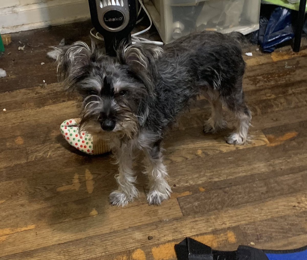 Good morning all of our wonderful friends! We have missed you all so much ❤️. Mom apologizes as hers been working 7 days a week forever 😱. How rood of her 🤣. We hope you have a splendiferous day ☺️🤗❤️🐾. #dogsoftwitter #schnauzergang