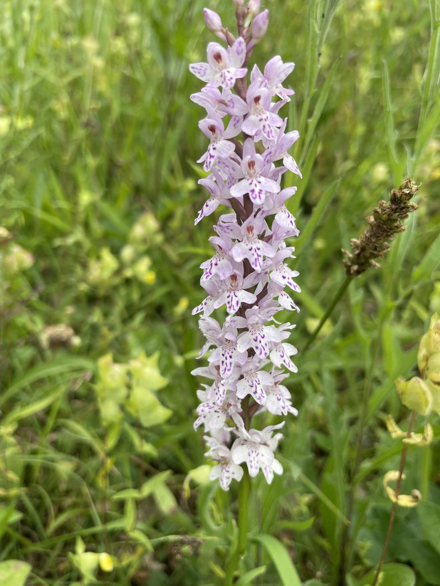 COostwegel's tweet photo. #orchideentuin #Gerendal #Geuldal https://t.co/WShrC8oFHo