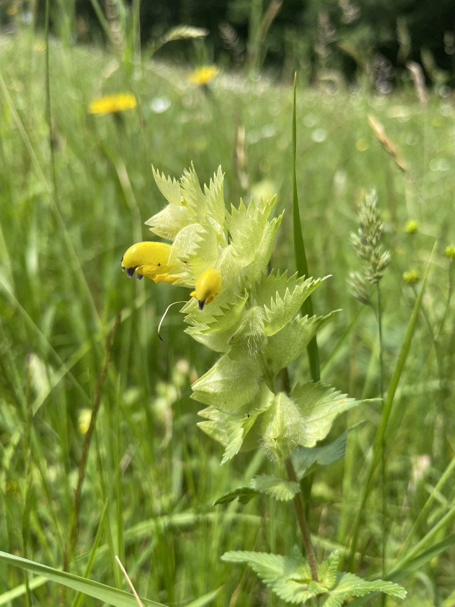 COostwegel's tweet photo. #orchideentuin #Gerendal #Geuldal https://t.co/WShrC8oFHo