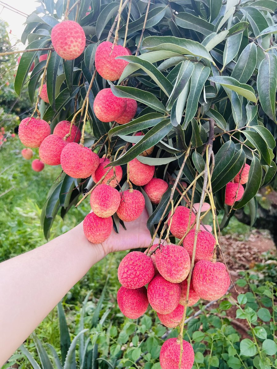 SauNguyen168's tweet photo. Mùa này chỉ có vải lai vải sớm là chín rực thui!
Về làm cô nông dân ăn vải, lộn hái vải cho thầy u🤭🤭

P/s: sương sương từ sáng giờ mí hết 2kg vải thui🤪🤪 https://t.co/Pk1dDykyjo