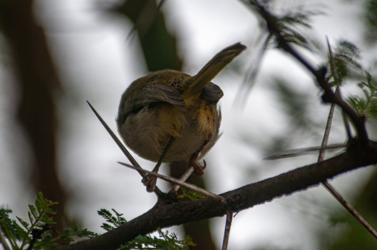 Birds of Rongai (Bloopers)

Sometimes taking pictures of birds doesn't go as planned 
1. The bird can turn unexpectedly 
2. The autofocus develops a mind of its own

It also creates interesting compositions 

#BirdsOfRongai #Bloopers #birdphotography #birding #birdwatching #birds