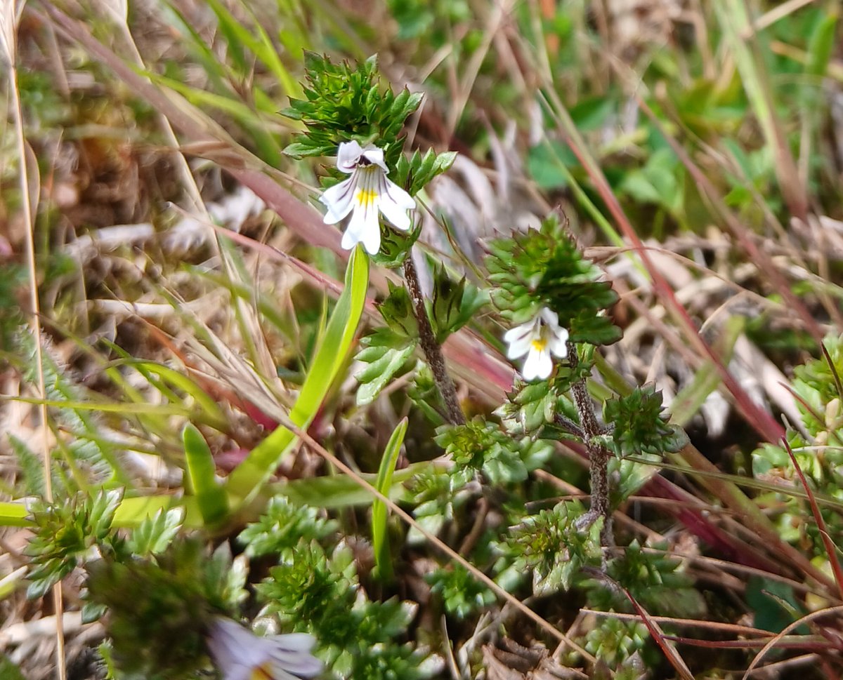 The team at RSPB Arne have been getting up close and friendly to discover the beauty of some of our smaller plants today. This beautiful Eyebright can so easily be overlooked. When you get up close the markings on the petals are so delicate and well worth stopping to spot!