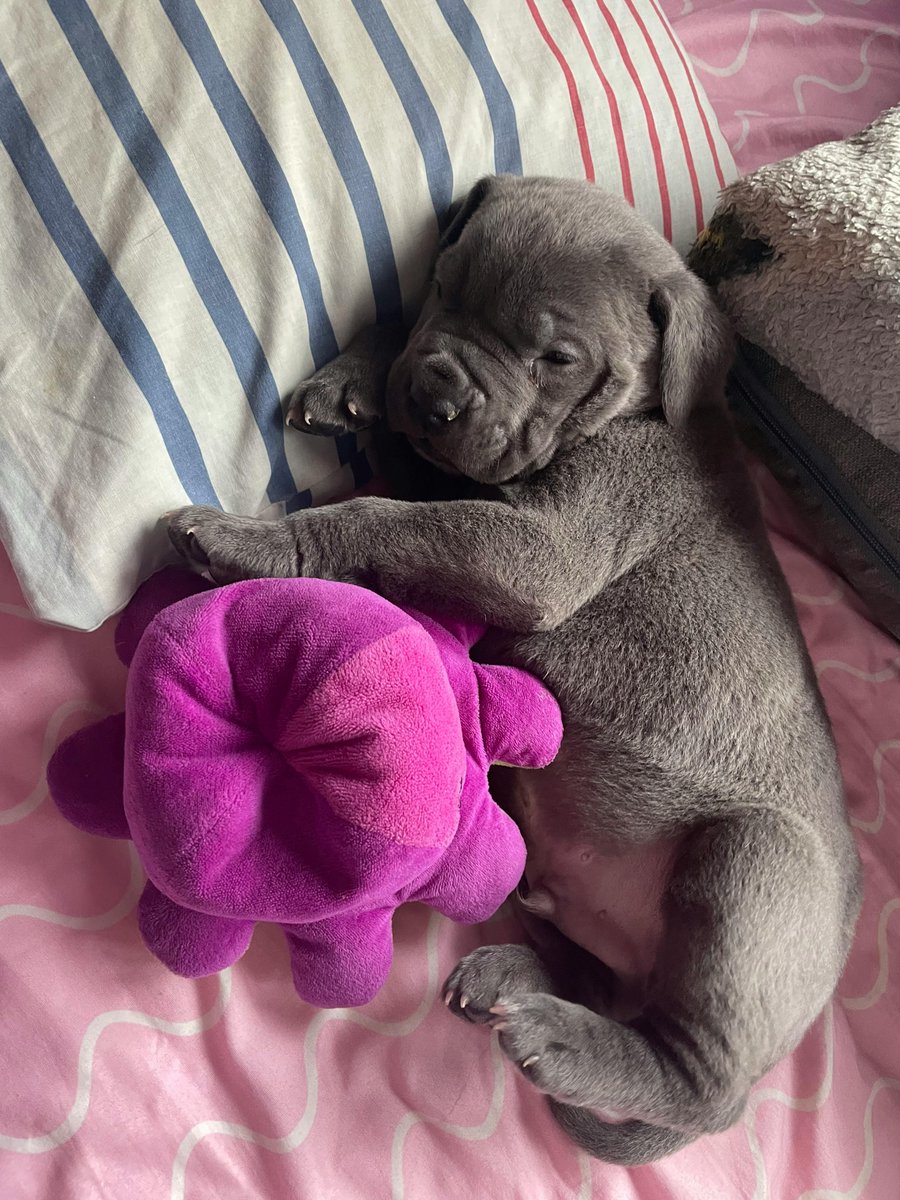 willbarkfortoys's tweet image. What toy is your dog bringing to bed tonight? Drop a pic and tag us!
#PupBedtime #DogRoutine #PetSnaps
willbarkfortoys.com