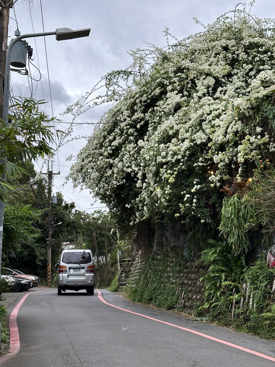 부겐빌레아도 꽃처럼 부분이 꽃이 아니라고 해서 좀 충격적이었음.