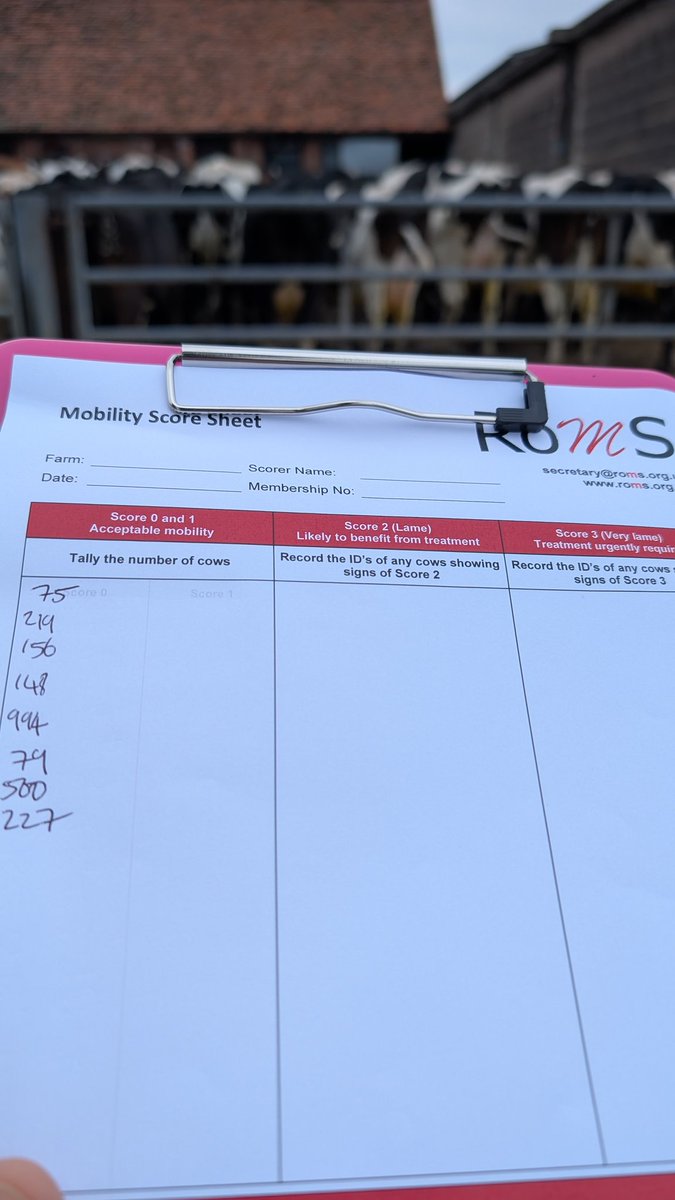 Back at it this afternoon with some more #RoMS mobility scoring for a client. If you need this done for your milk buyer, or just for management to give you some early detection #EDPET of any potential lameness in the herd give me a call as always happy to try and help #TeamDairy