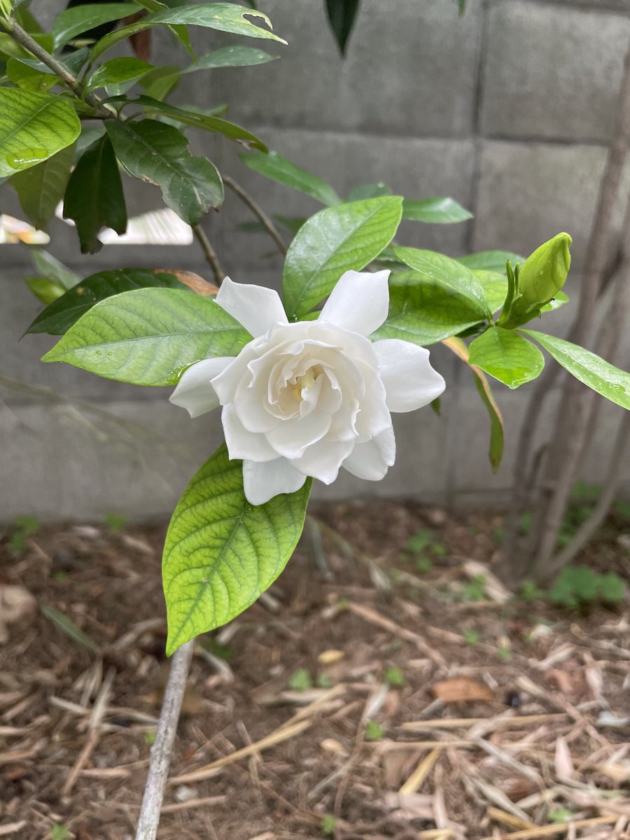 クチナシが咲きました。
Gardeniaという語感が華やかで好き