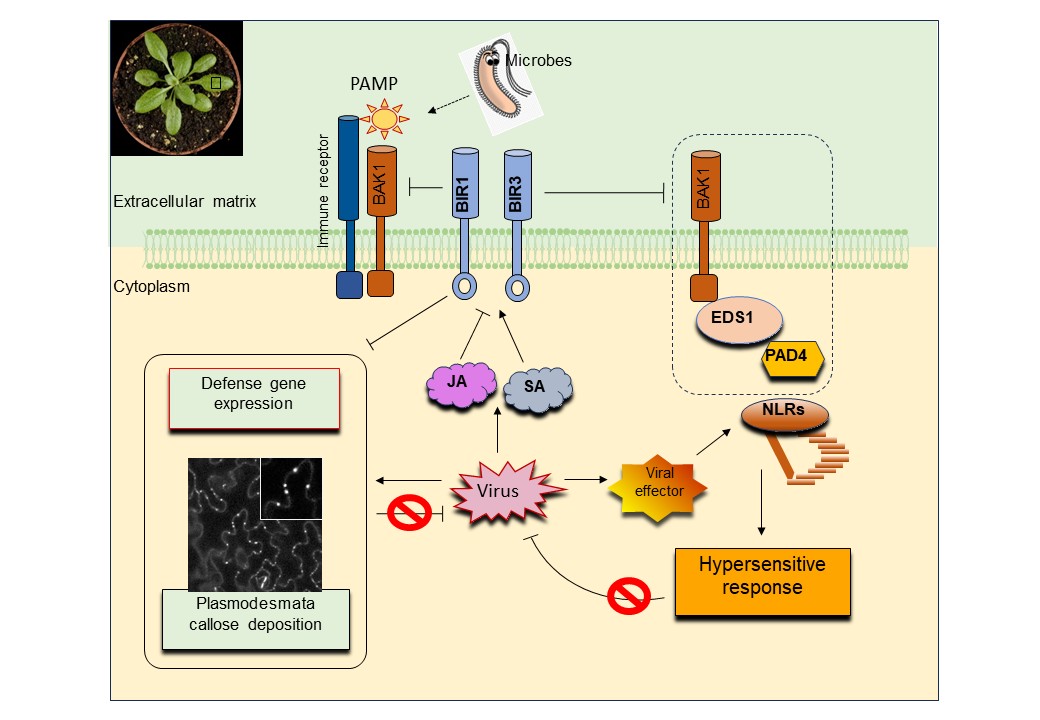 CIB Margarita Salas (CSIC) tweet media