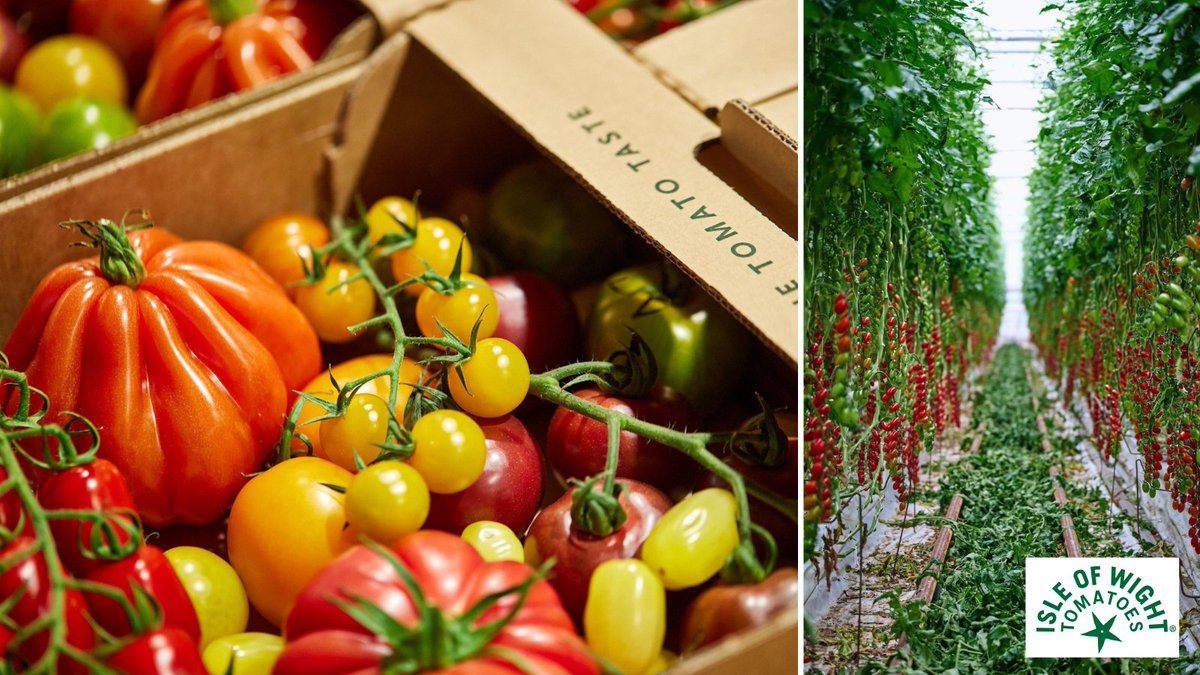 Smith&Brock (@smithandbrock) on Twitter photo We're celebrating #𝐁𝐫𝐢𝐭𝐢𝐬𝐡𝐓𝐨𝐦𝐚𝐭𝐨𝐅𝐨𝐫𝐭𝐧𝐢𝐠𝐡𝐭 with the beautifully grown tomatoes <a href="/iowtomatoes/">Isle of Wight Tomatoes</a>.
For more than 15 years, the team has been growing tomatoes in the Arreton Valley's rich, fertile soil on the beautiful Isle of Wight.
#supportlocal #ukproduce We're celebrating #𝐁𝐫𝐢𝐭𝐢𝐬𝐡𝐓𝐨𝐦𝐚𝐭𝐨𝐅𝐨𝐫𝐭𝐧𝐢𝐠𝐡𝐭 with the beautifully grown tomatoes <a href="/iowtomatoes/">Isle of Wight Tomatoes</a>.
For more than 15 years, the team has been growing tomatoes in the Arreton Valley's rich, fertile soil on the beautiful Isle of Wight.
#supportlocal #ukproduce