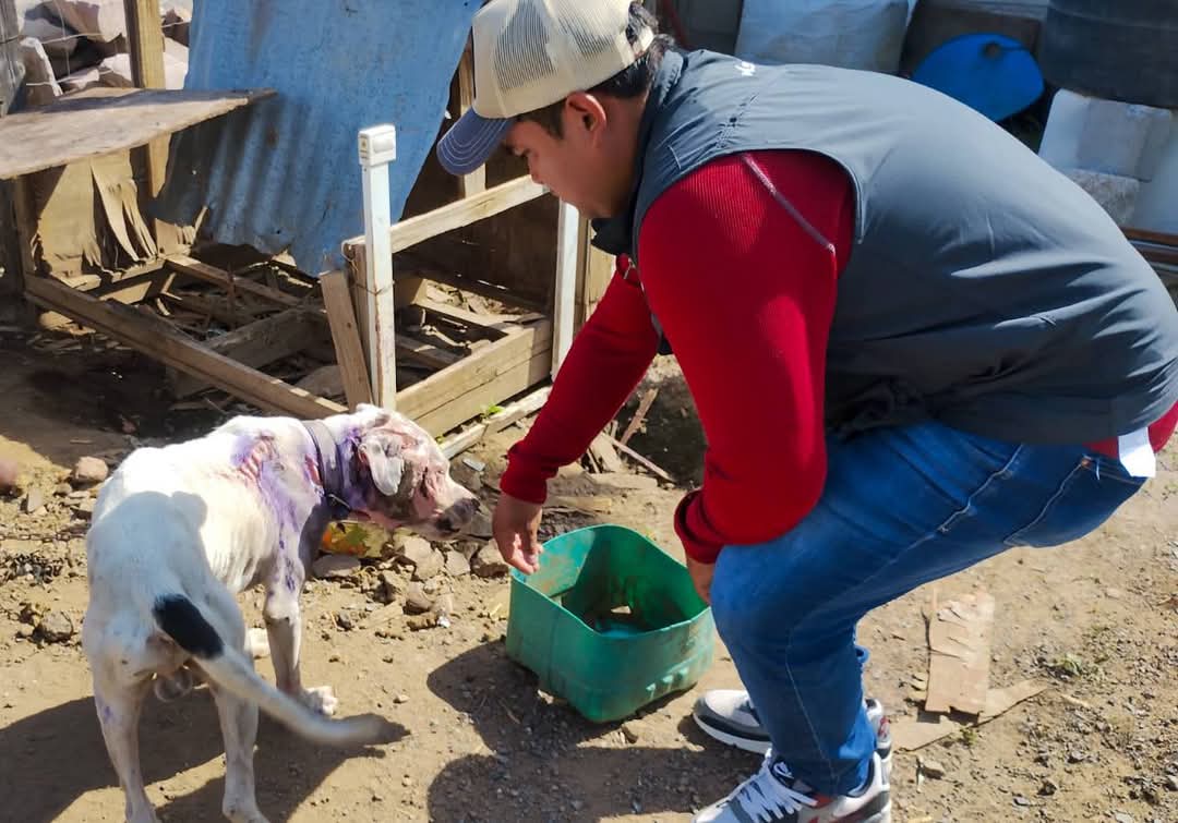 QueretarockNoti's tweet photo. 🚨⚠️Rescatan perrito maltratado en El Marqués🐶🚑
Hoy recibimos el reporte de un perrito en malas condiciones que era usado para "vigilar" un vivero. Estaba encadenado, desnutrido y sin atenci��n médica.
Fue rescatado por nuestro equipo y trasladado al Instituto para su valoración https://t.co/zLgCxjLGD5