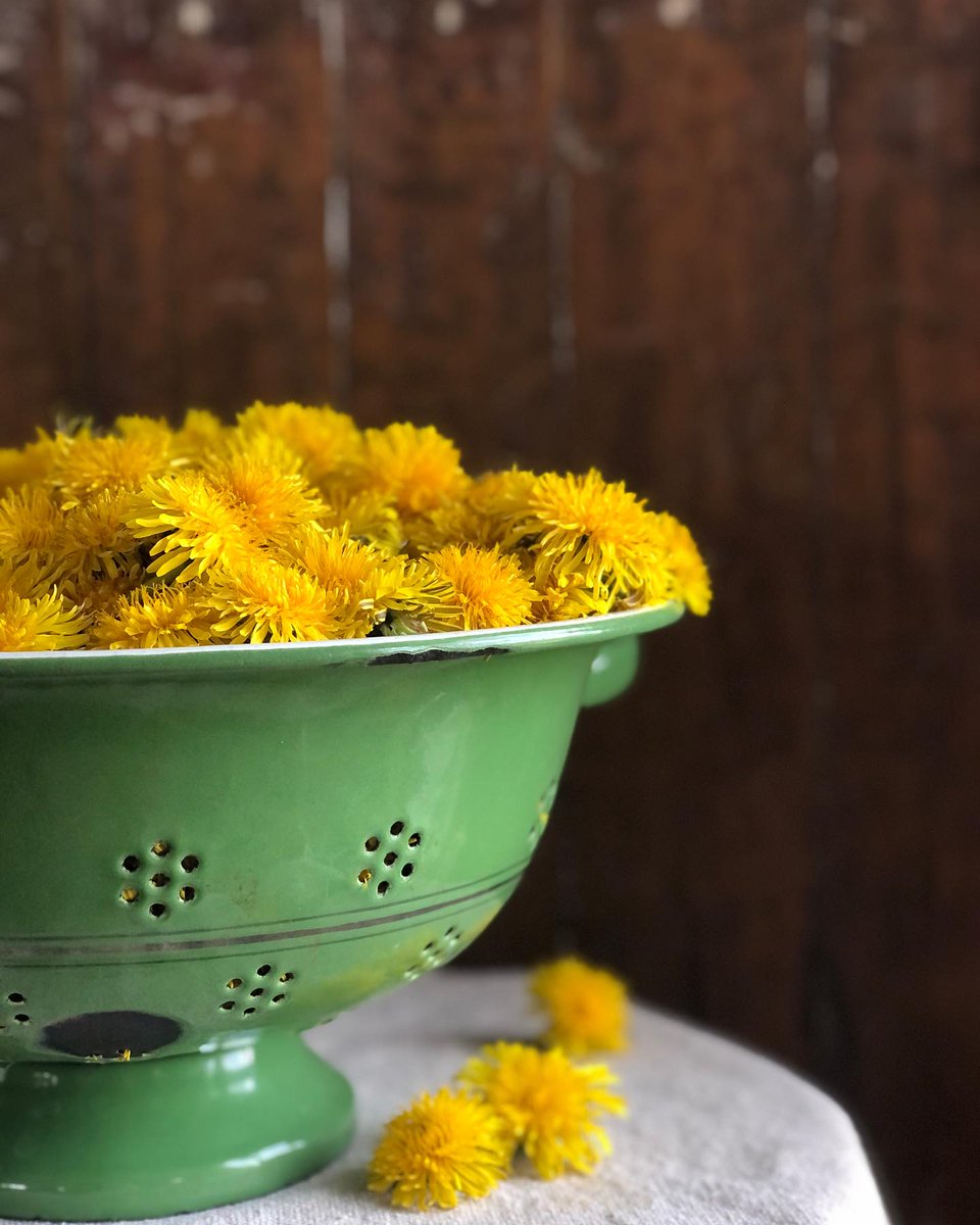 Golden and glowing 🌼 Dandelion season may be winding down, but these little bursts of sunshine are still hanging on in quiet corners of Ontario’s Highlands.

📸 @smafarmstead
📍Lanark

#ComeWander #OntariosHighlands #Lanark #LanarkCounty #Dandelions #DandelionSeason