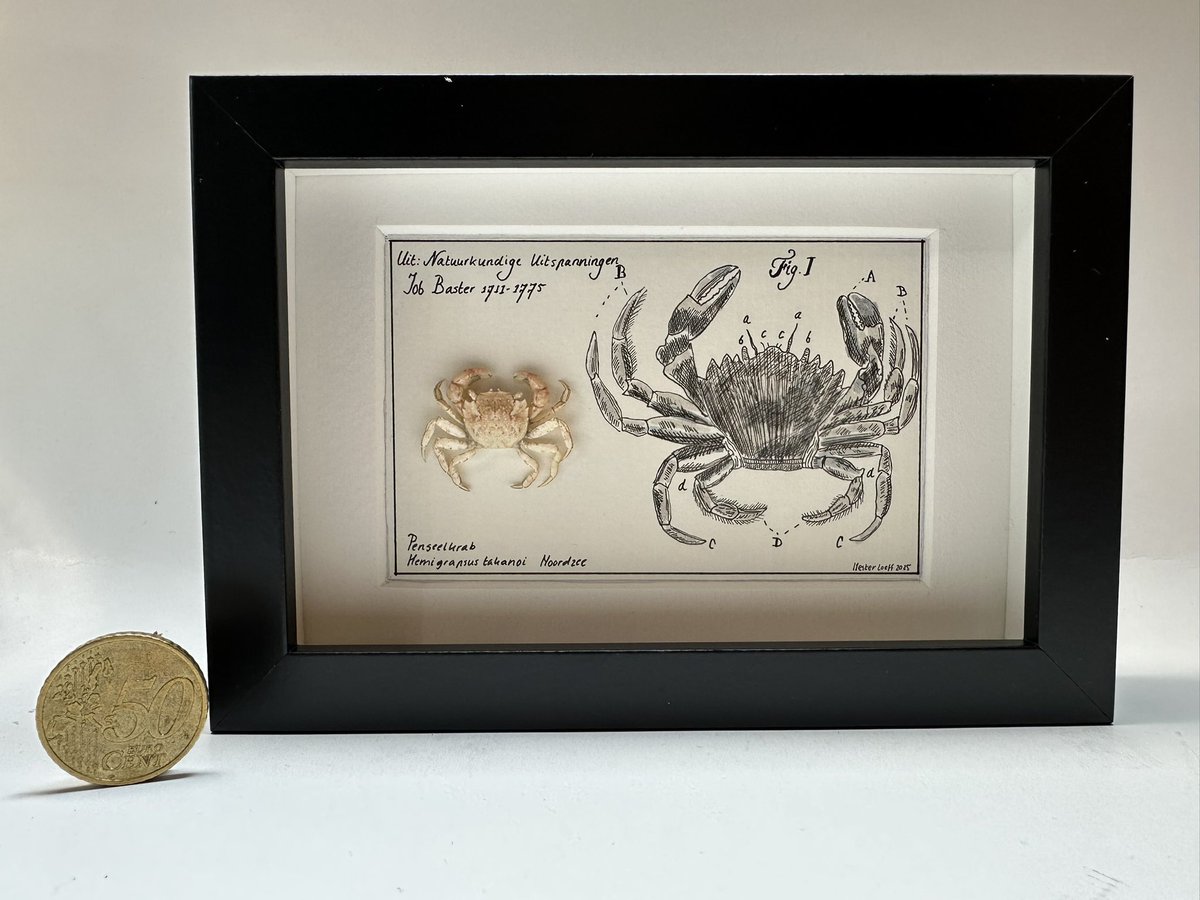 Vandaag tussendoor nieuwe basterkabinetjes aan het maken: handgetekend naar de afbeeldingen uit Natuurkundige uitspanningen van de Zierikzeese arts en Natuuronderzoeker Job Baster. Ze zijn €59,95 ex verzenden, de krab is €69,95. DM bij interesse, 

repost is lief