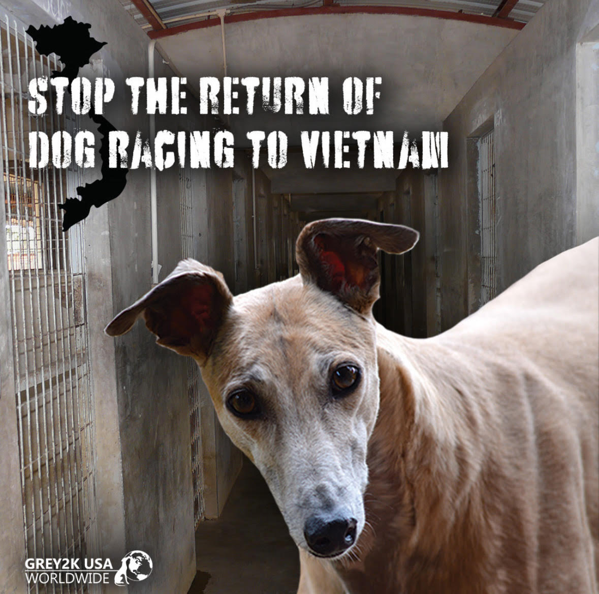 🚨 A new dog racing track is being planned in Vietnam and the greyhounds need your voice! Stand against cruelty and take action now: grey2k.org/Vietnamalert