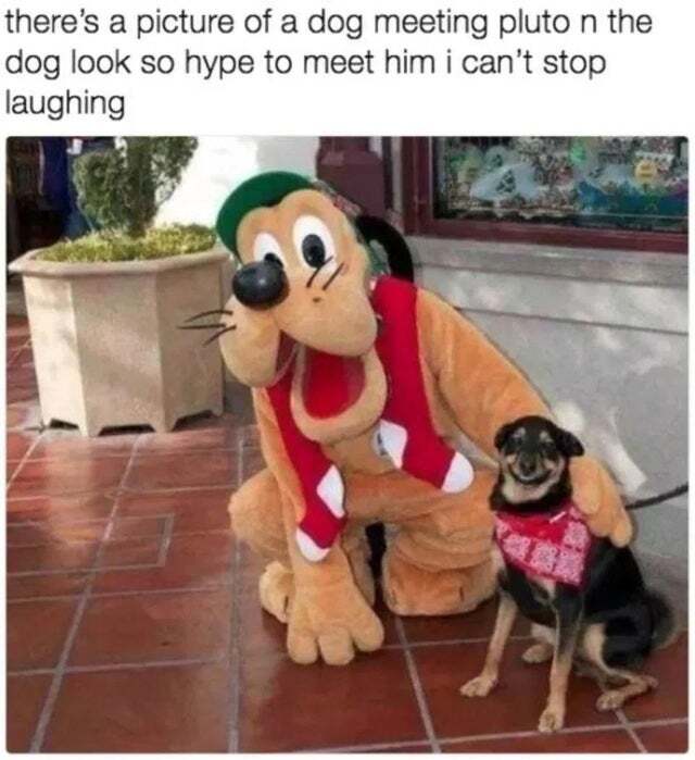 WholesomeMemes (@wholesomememe) on Twitter photo 