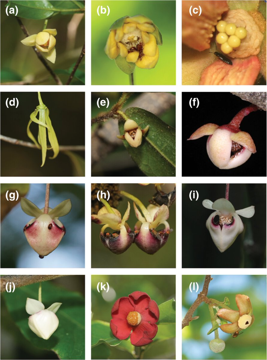 #OpenAccess
More than fruity scents: #Pollination biology, scent, and spectral reflectance of Annonaceae species

Ming-Fai Liu et al
doi.org/10.1111/1442-1…

floral scent/ magnoliid/ spectral reflectance