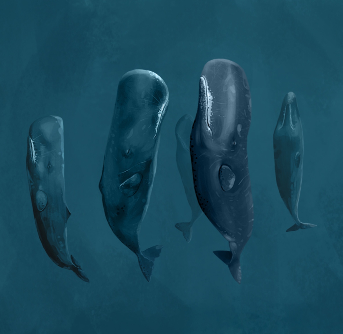 Narges Shaeri tweet media