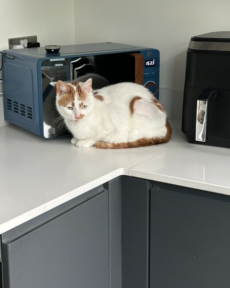 Meet our newest member of the team, Biscoff! She will be managing our biscuit numbers in exchange for treats - although we've already found her sleeping on the job...