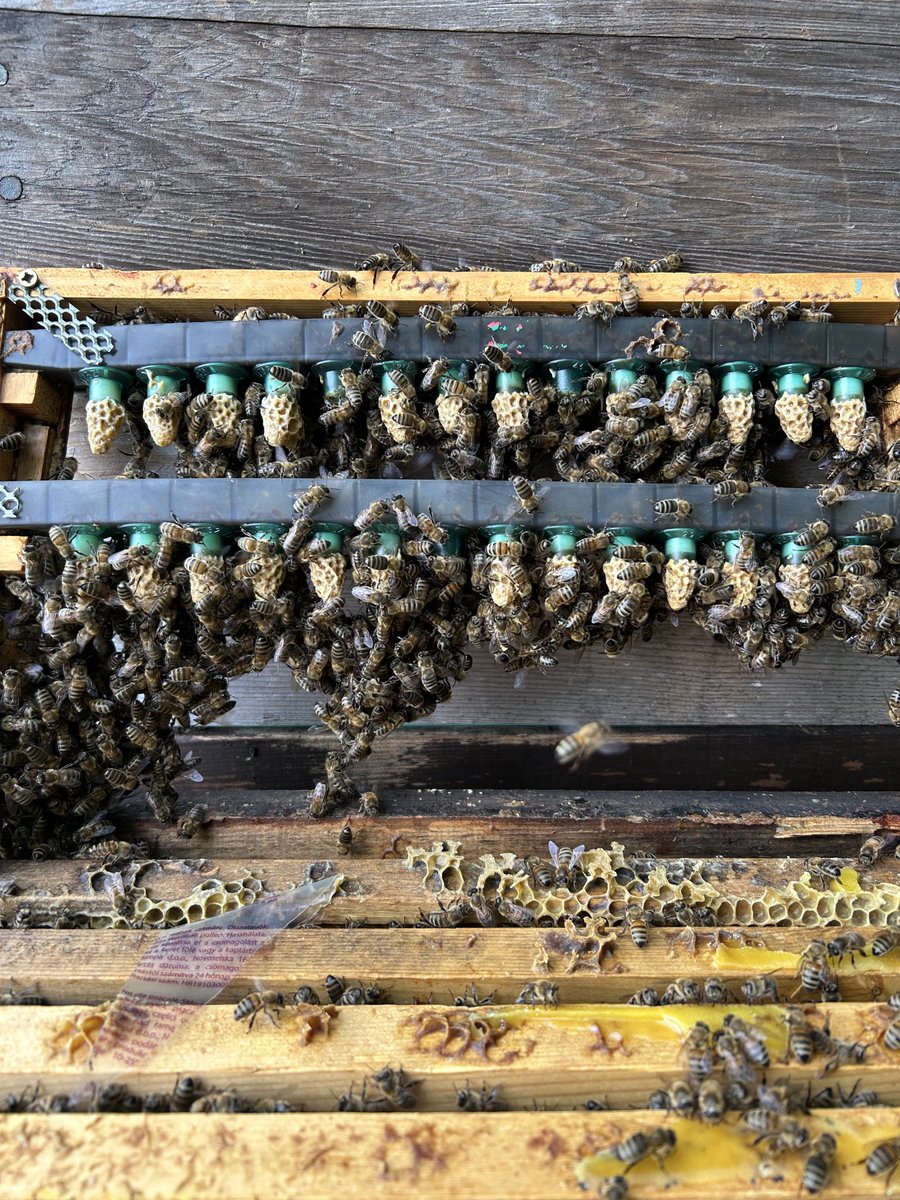 Rob wilson tweet media