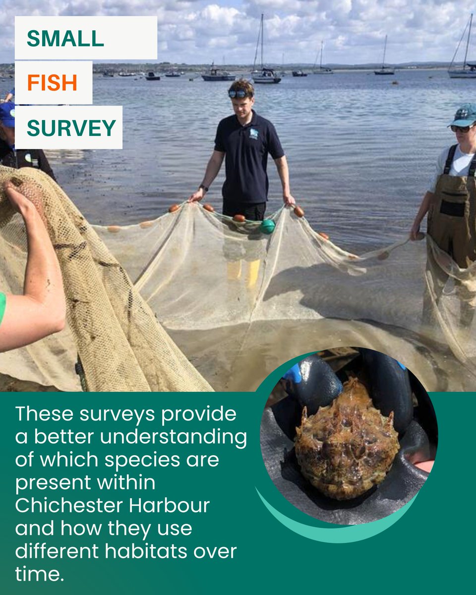 Sussex IFCA (@sussex_ifca) on Twitter photo 🎣 We joined <a href="/PortsmouthUni/">University of Portsmouth</a> & @ChichesterHarb for juvenile fish surveys at Eastney Beach as part of the Solent Seascape Project.
Findings included seabass, mullet & sea scorpion — helping us understand how young fish use local habitats.
🔗Fish ID Guide: sussex-ifca.gov.uk/conservation-r… 🎣 We joined <a href="/PortsmouthUni/">University of Portsmouth</a> & @ChichesterHarb for juvenile fish surveys at Eastney Beach as part of the Solent Seascape Project.
Findings included seabass, mullet & sea scorpion — helping us understand how young fish use local habitats.
🔗Fish ID Guide: sussex-ifca.gov.uk/conservation-r…