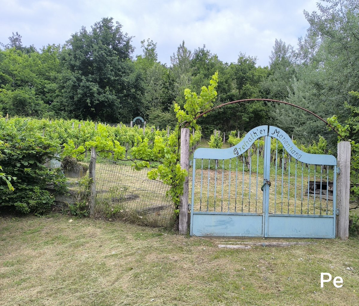 Kleiner Weinberg: der "Grefrather Marienhang" bei Frechen / Köln  🍇🍷😍