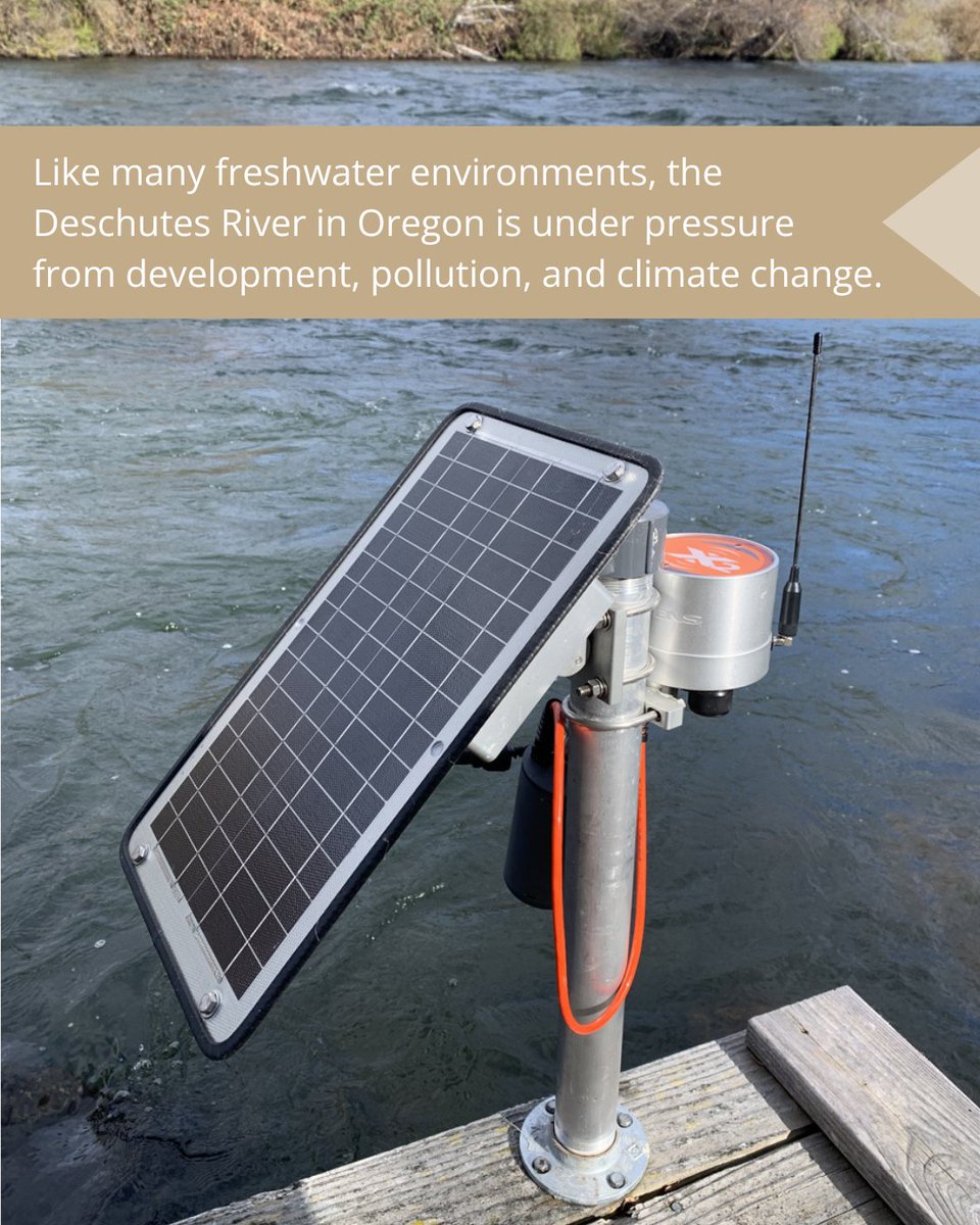 Equipped with real-time sensors and resilient field technology, the Deschutes River Alliance (DRA) is shedding light on complex water quality challenges. 

Take a dive into the article ➡️ fondriest.com/news/data-driv…

Photo Credit: Adapted from DRA