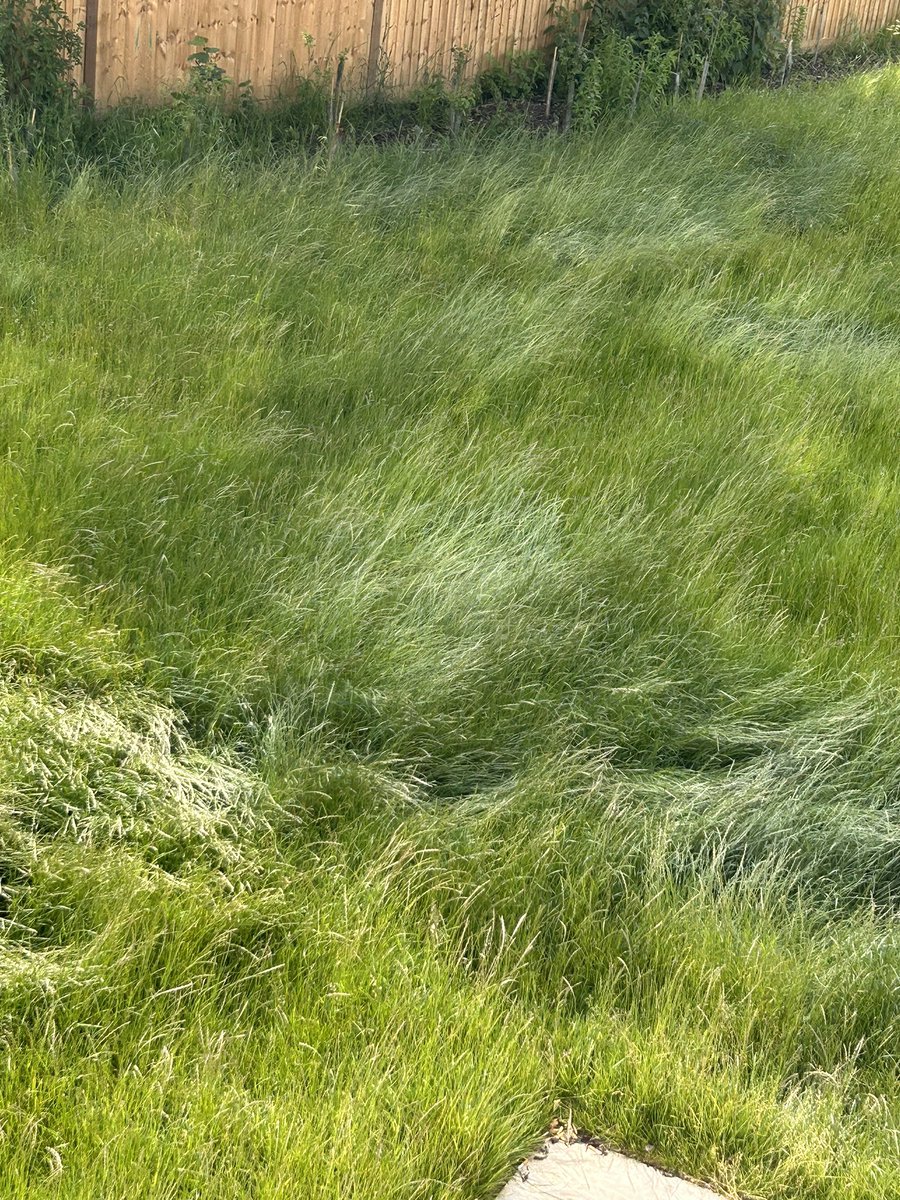 me485270's tweet photo. @ClarionSupport @wealdendistrict A friend of mine has moved into an address on the ‘leaf living’ estate in Hailsham. They and the other residents have repeatedly raised the issue of grass cutting. I’m 5ft 10” and this communal grass comes up to my waist. This is terrible. https://t.co/ERIP6fB2C1