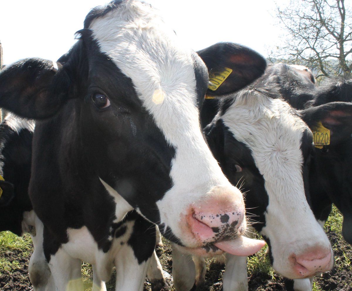 Leeds South cadets took a break from exam revision yesterday to practice their DofE exped skills with a long walk to Almscliff Cragg

✅ Map reading 
✅ Using a compass
✅ Country Code
✅ How to behave in a field of curious cows
✅ Having a good time with friends
✅ De-stressing