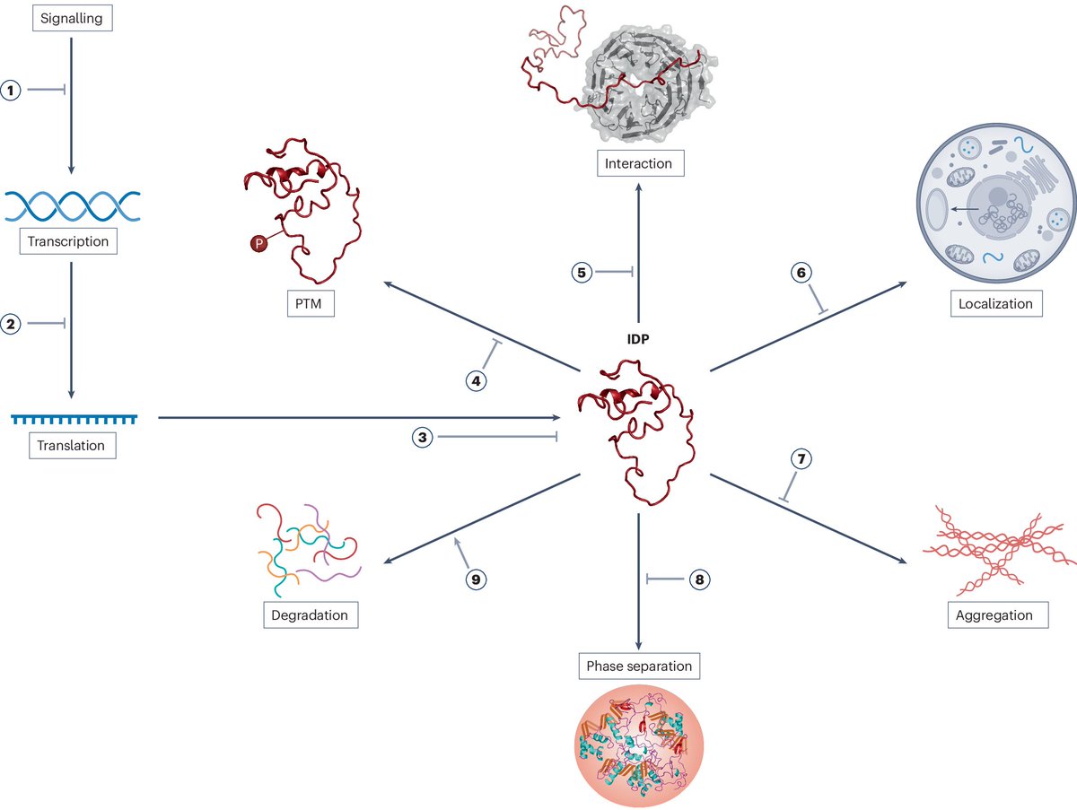 Targeting protein disorder: the next hurdle in drug discovery nature.com/articles/s4157…

Intrinsically disordered proteins are often dysregulated in disease, but have been considered ‘undruggable’. This new Review discusses approaches that could tackle this barrier