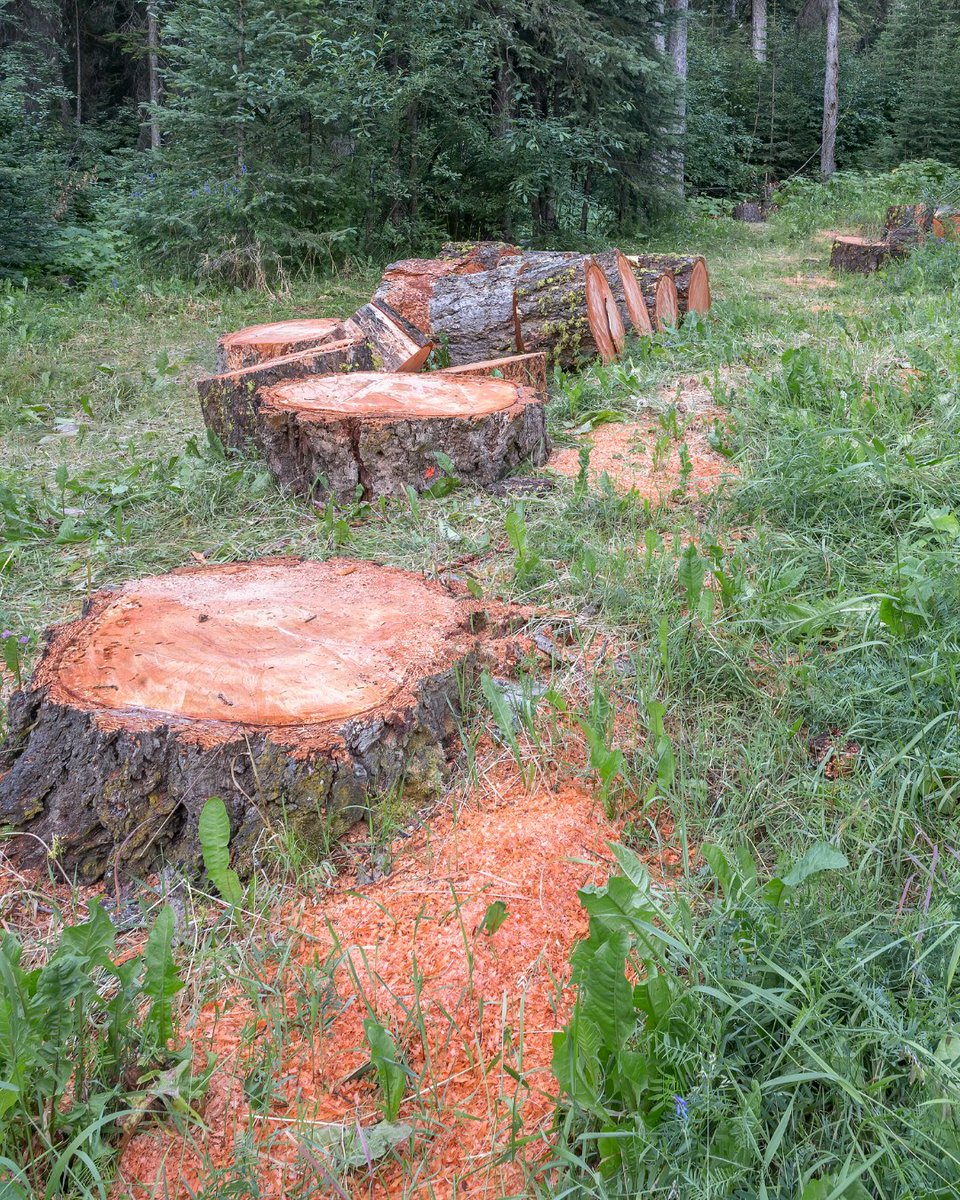 _evolvingafrica's tweet photo. If trees made money, we’d never cut them down.
But since they just make oxygen we’re not interested. https://t.co/PMIqLqX2xP