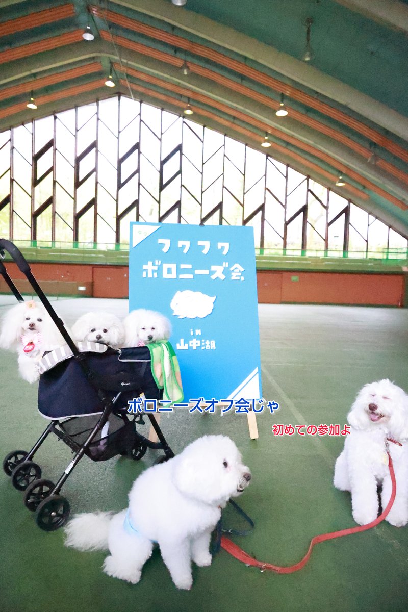 2023年、初めてのボロニーズオフ会。実際のお写真✨