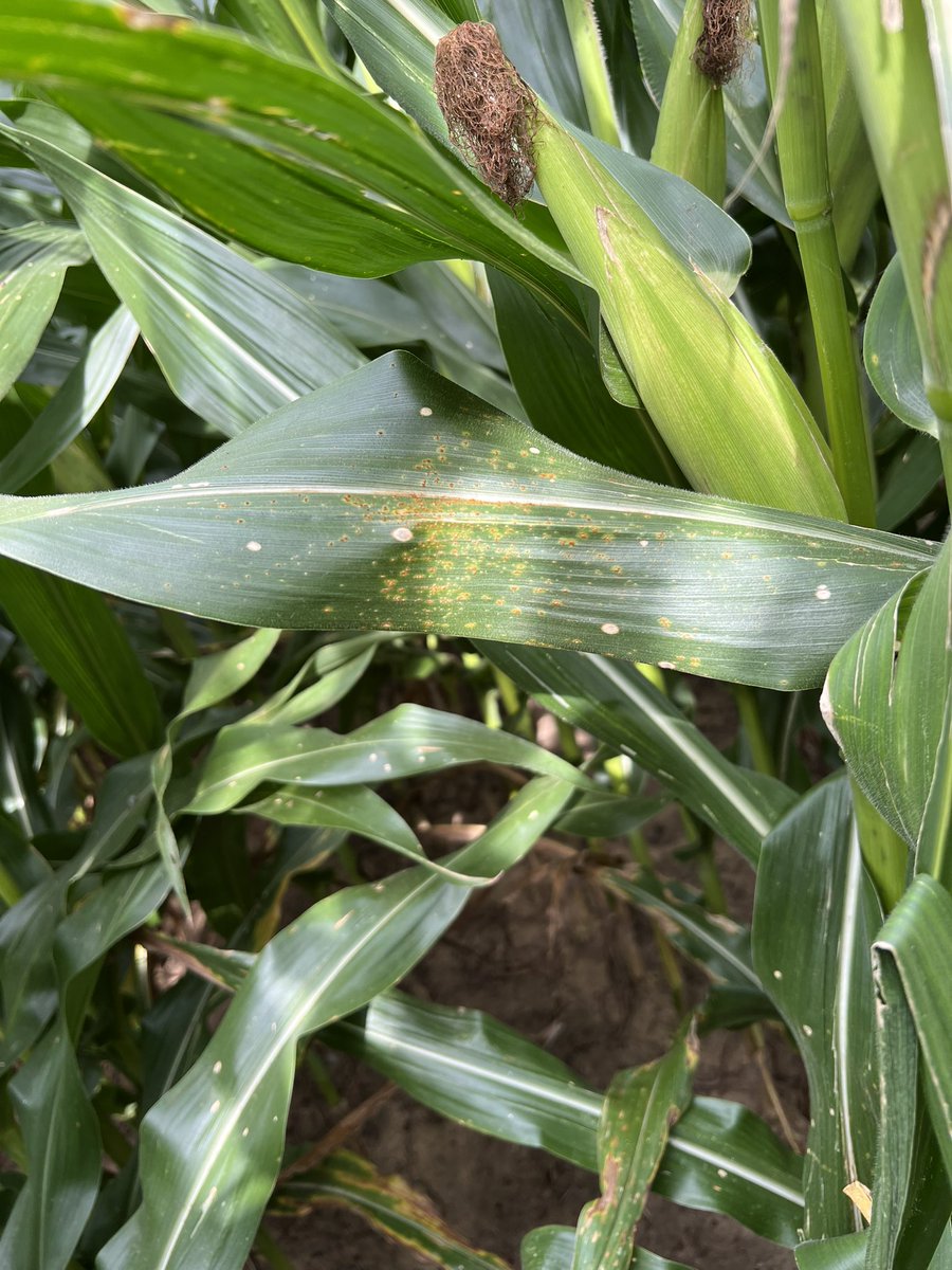 bobkemerait's tweet image. First report of southern rust in GA in 2025; SW corner of Seminole Co not far from where found in Jackson Co FL. Corn now at soft dough stage. Corn in extreme SW GA should be protected with fungicide at VT and beyond. Weather very favorable. UGA ext